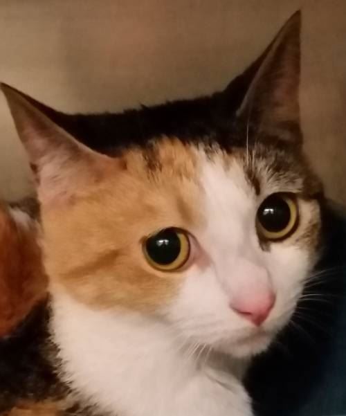 328-15 CALLIE PROFILE II